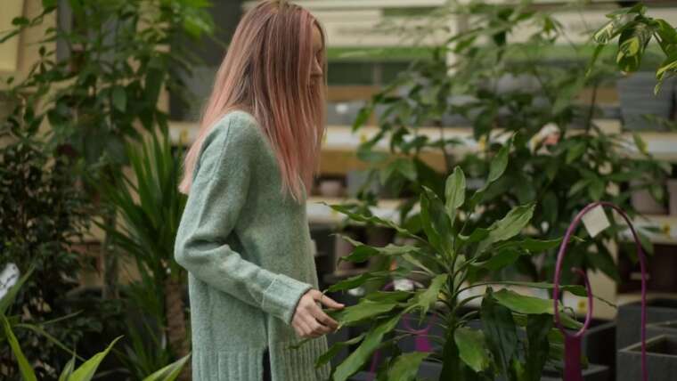 Gartenpflege & Gestaltung